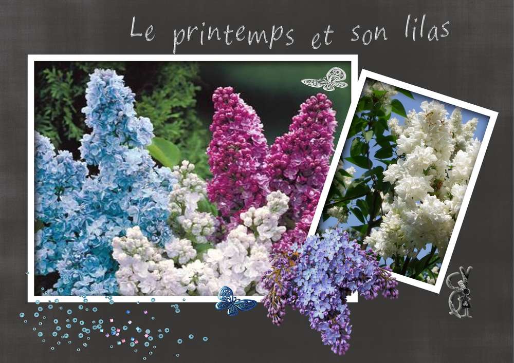 Je vous offre ce doux parfum de lilas