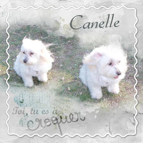 je vous présente ma petite chienne. Elle à 8 ans et c'est n coton de Tul