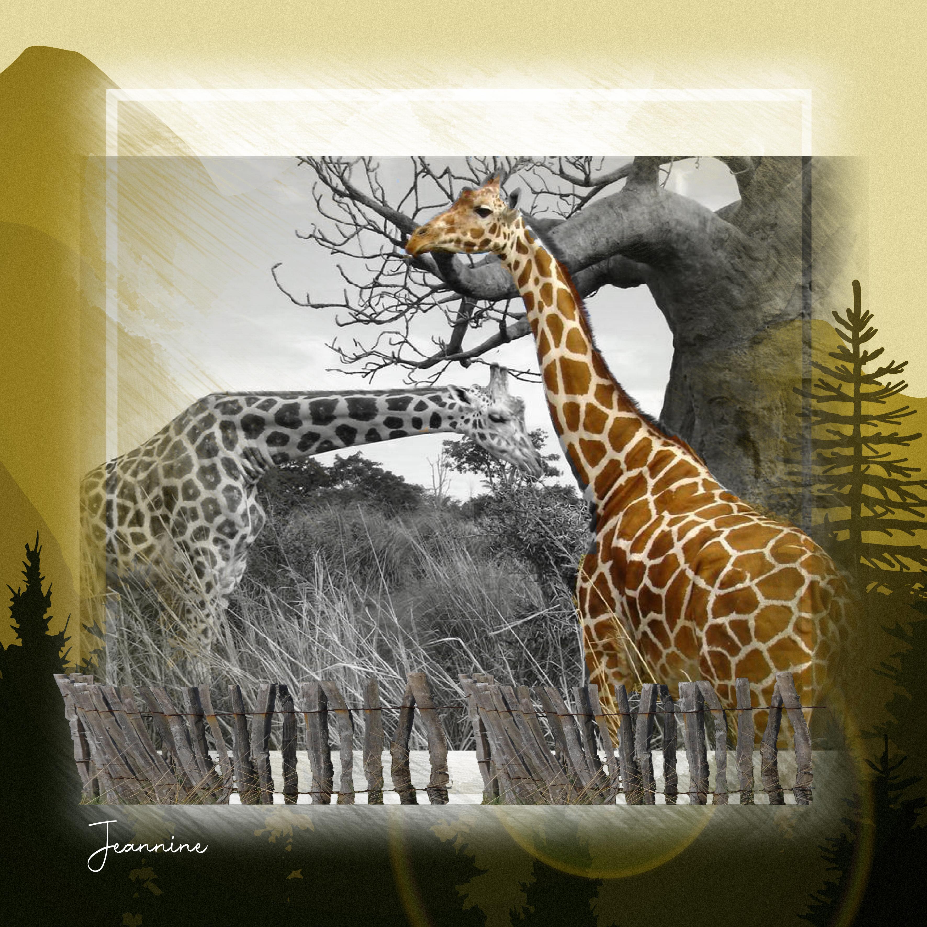 jeannine : les girafes.