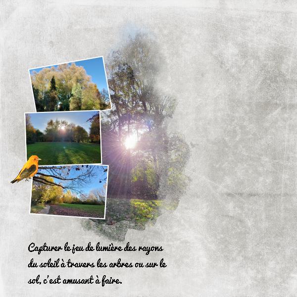 Jeu de lumière dans la nature.