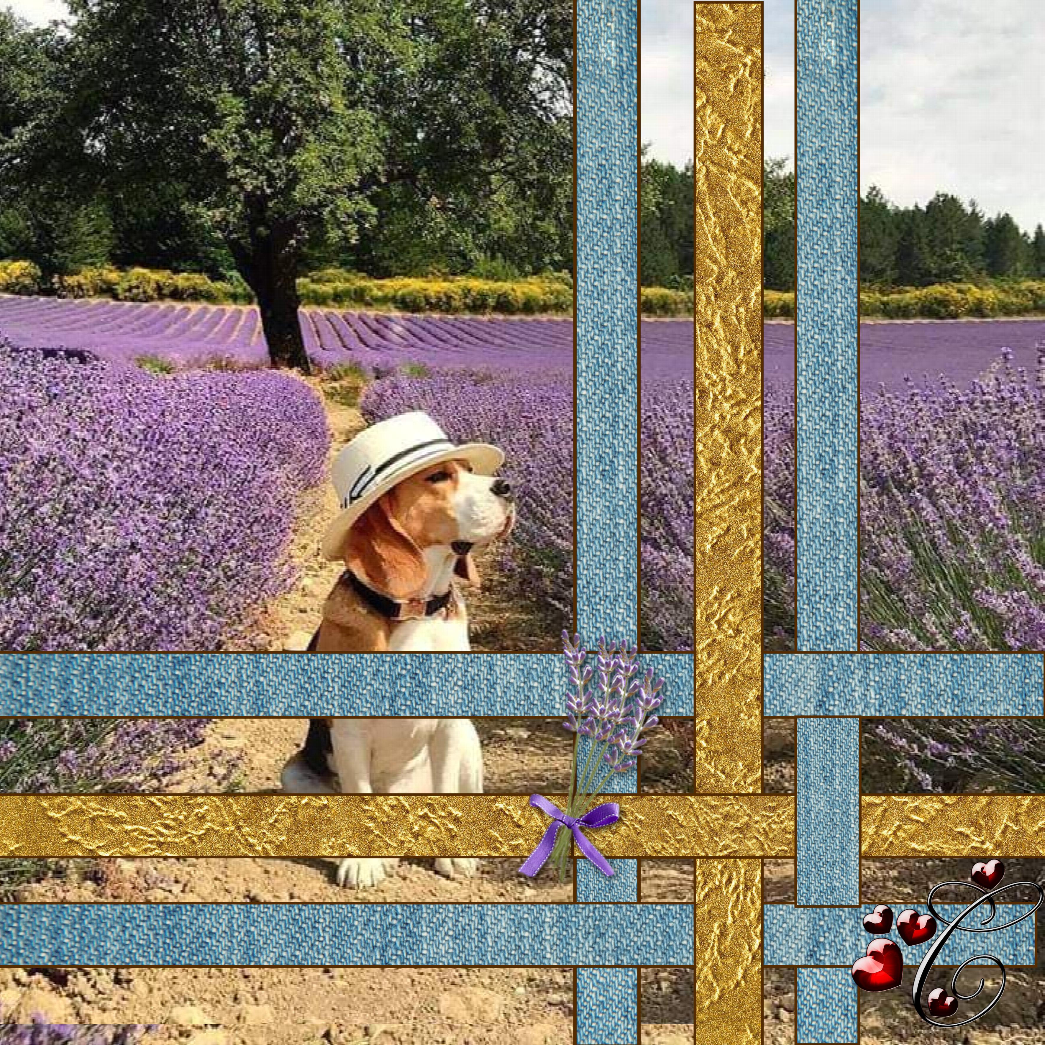 Jocker dans la Lavande.jpg