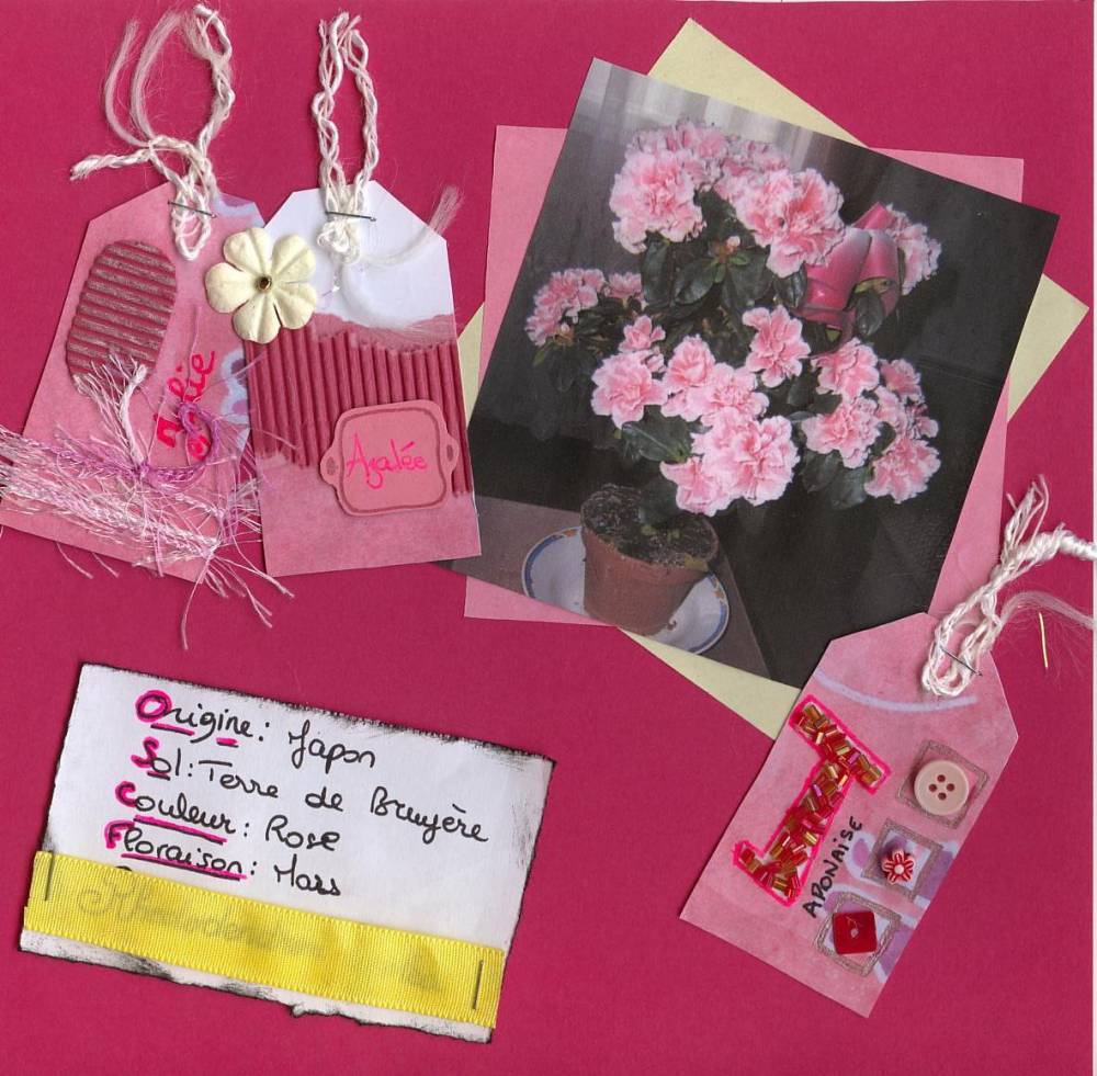 Jolie Azalée Japonaise