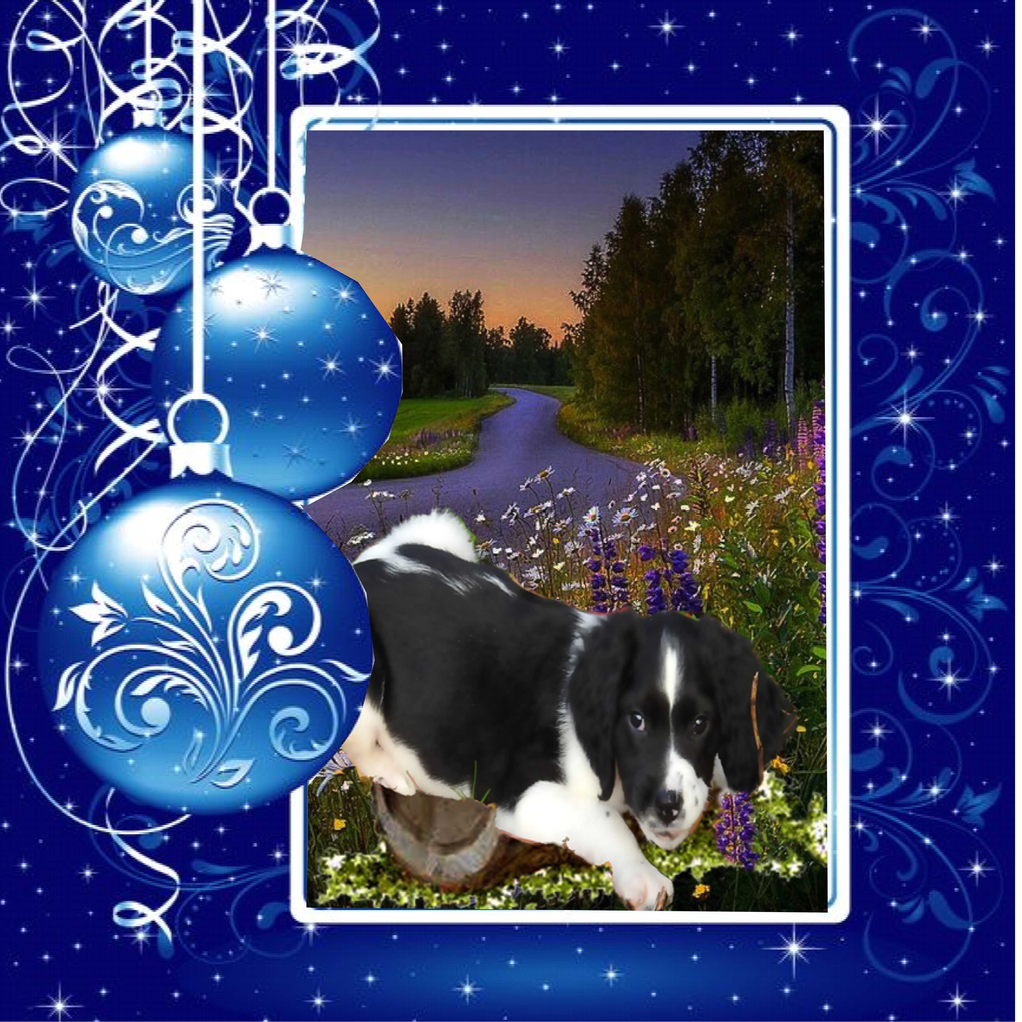 jolie reinette 2.jpg