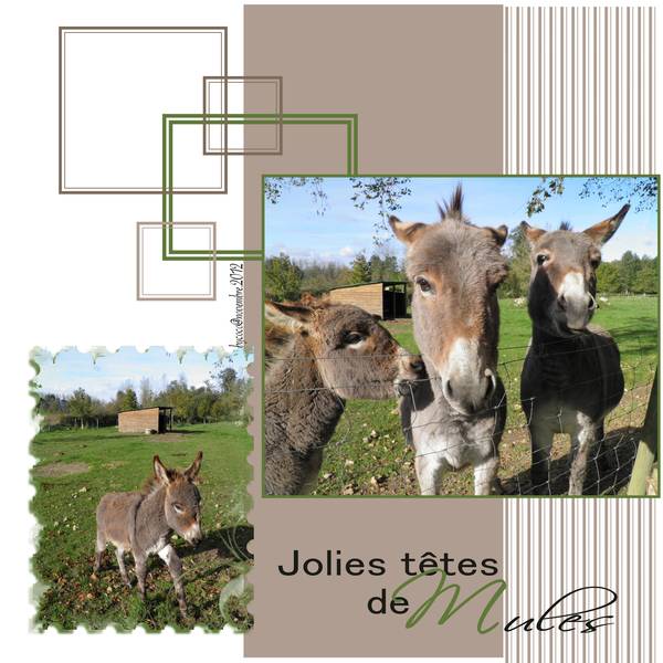 Jolies têtes de Mules