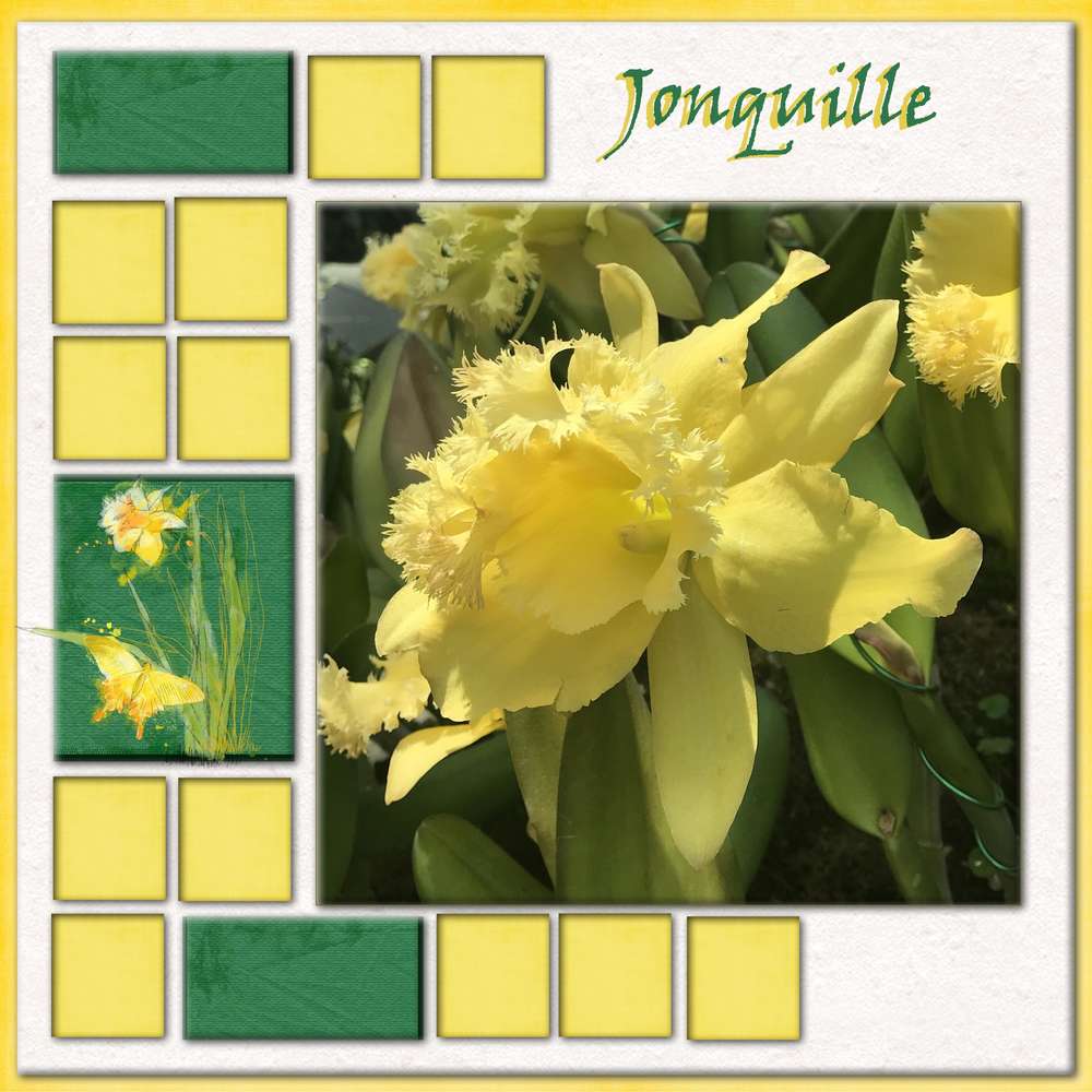 jonquille