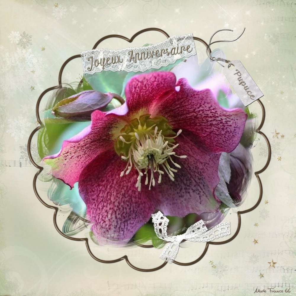 JOYEUX ANNIVERSAIRE PUPUCE