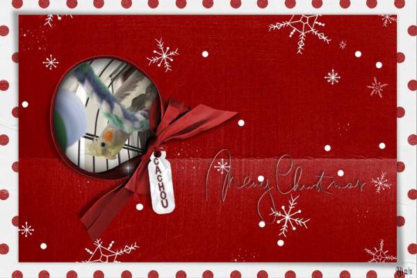 Joyeux noël de Cachou
