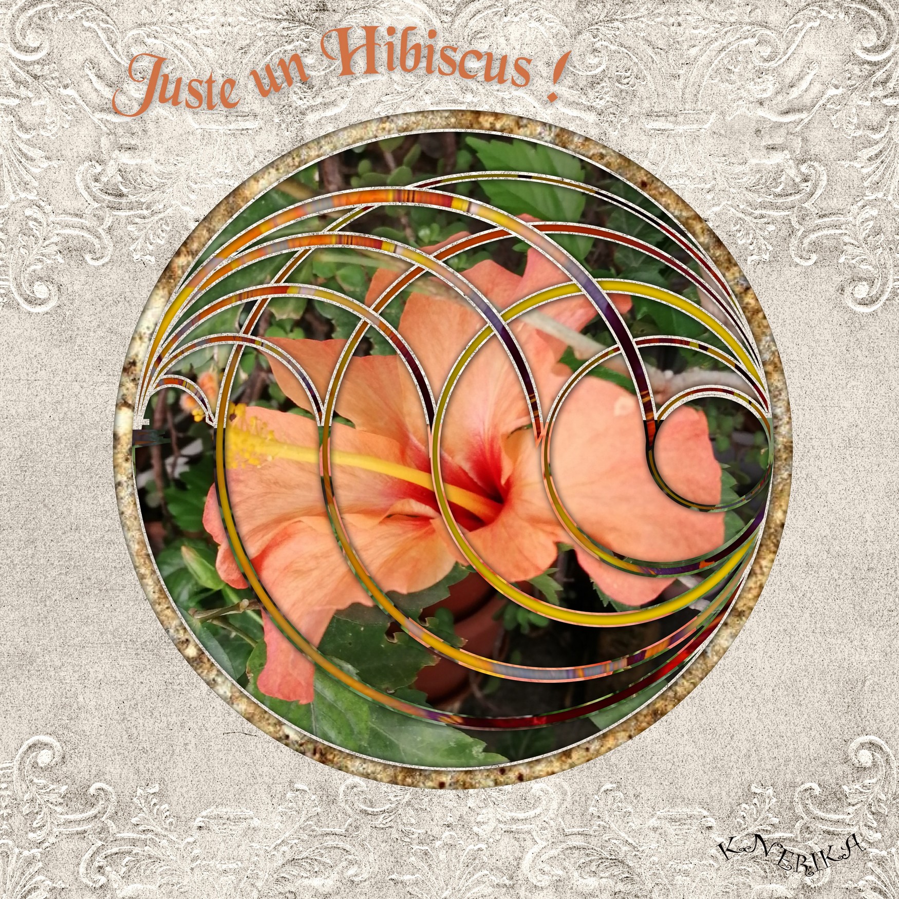 juste un hibiscus_Anne Marie.jpg