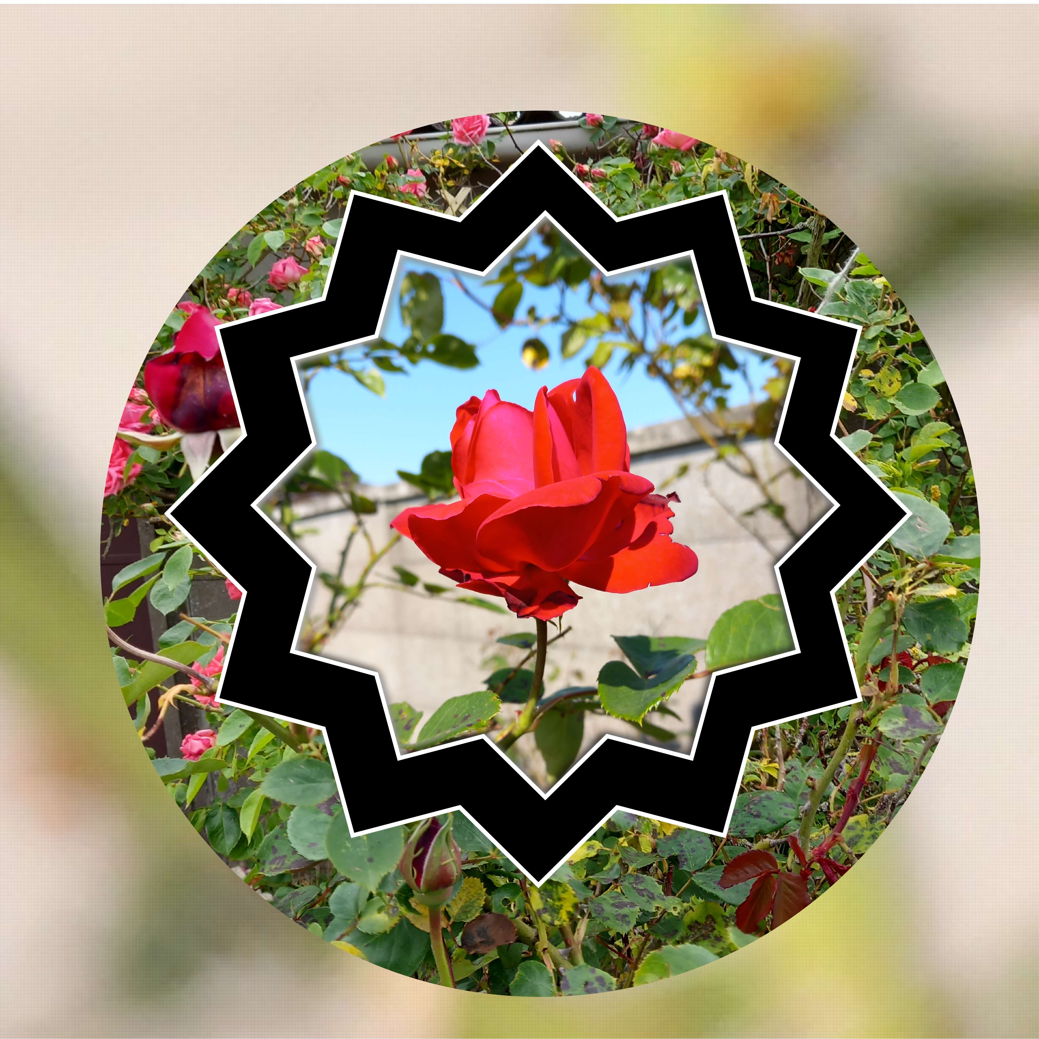 juste  une  de  mes  rose.jpg