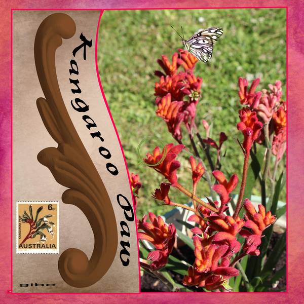 Kangaroo_Paw