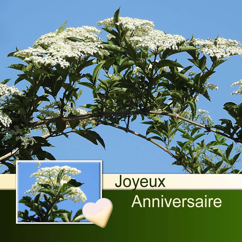 KATELINE (DENISE) - JOYEUX ANNIVERSAIRE