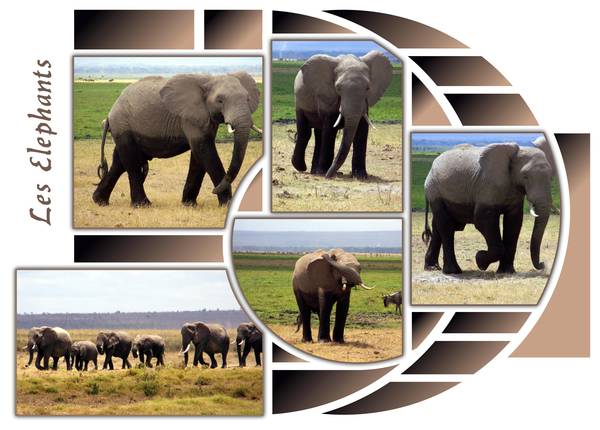 kenia_elephants