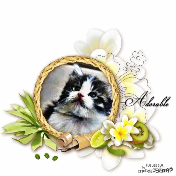 kit cocktail fruité