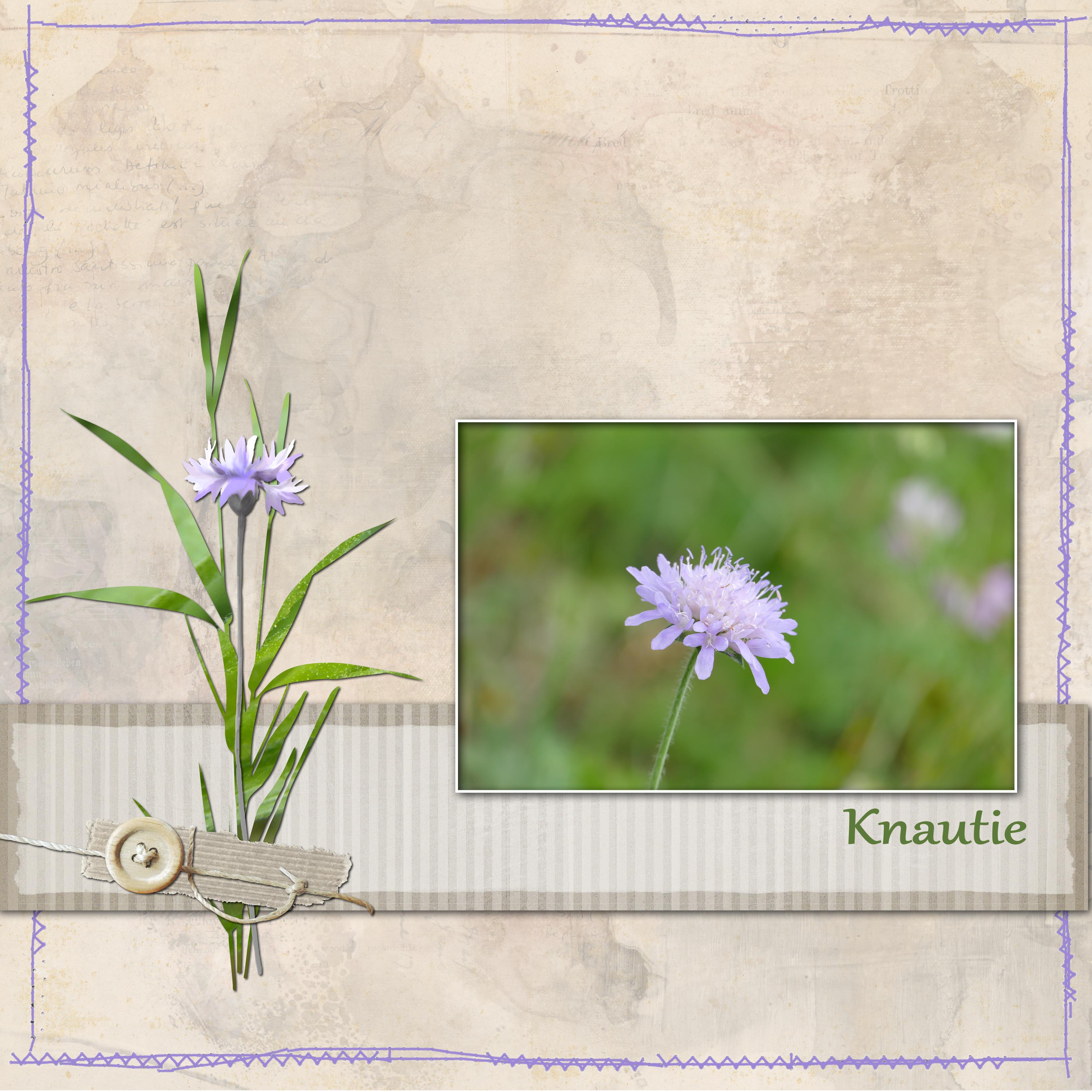 Knautie 2026.jpg