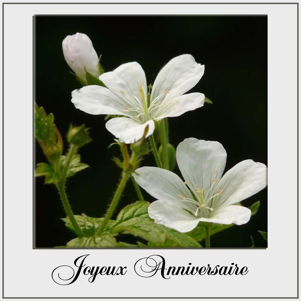 KOKECHI  (CELINE)  - JOYEUX ANNIVERSAIRE