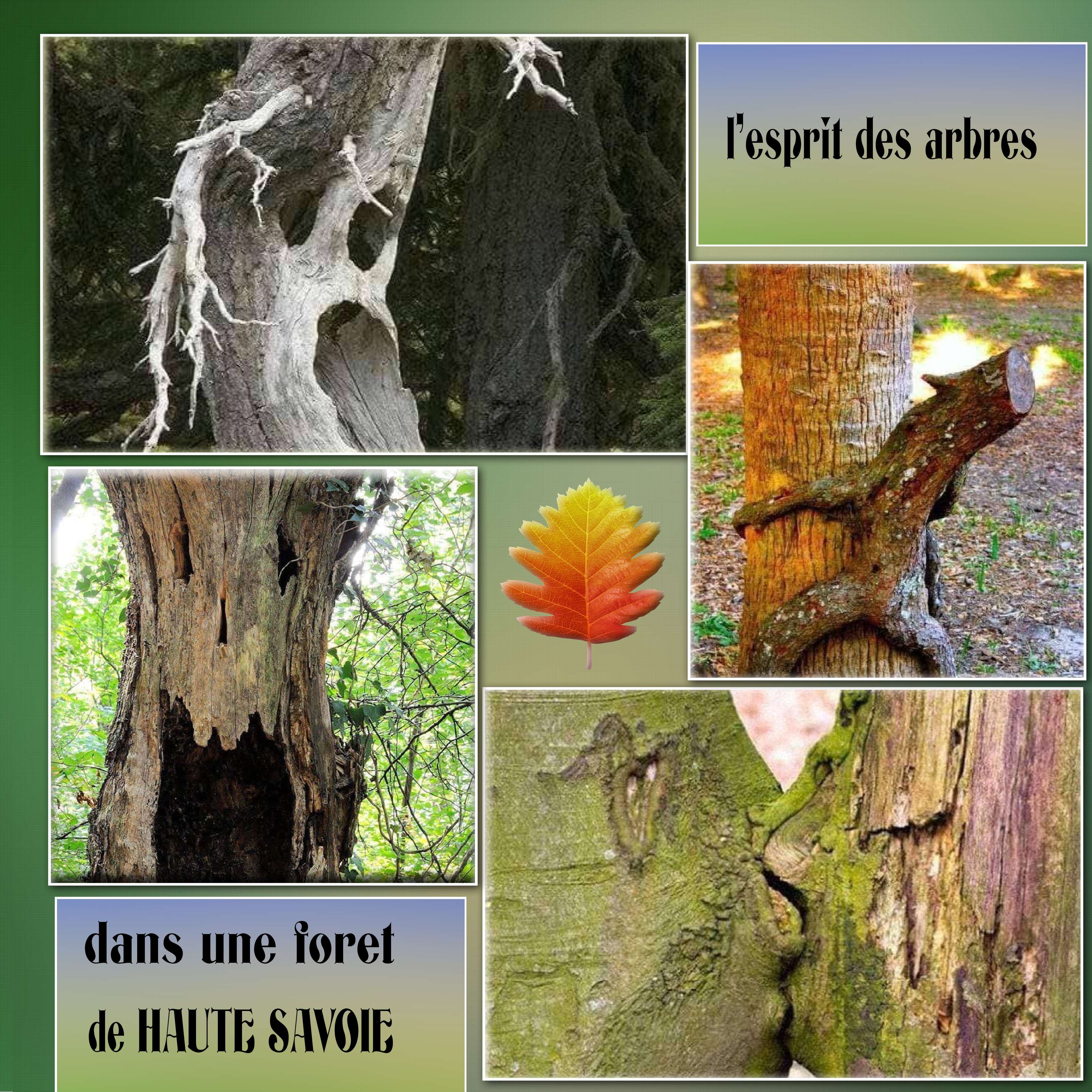 l esprit des arbres.jpg