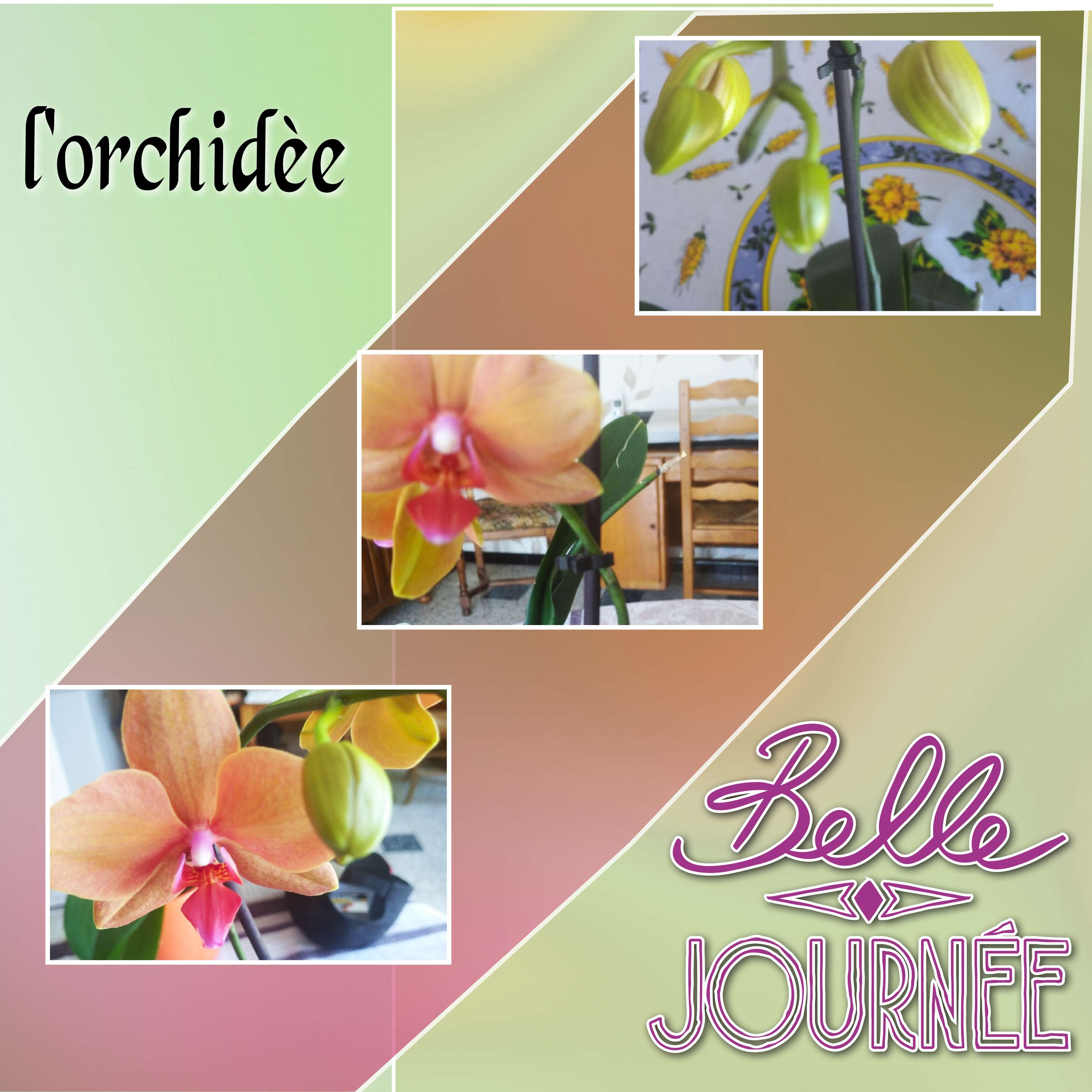 l orchidee.jpg