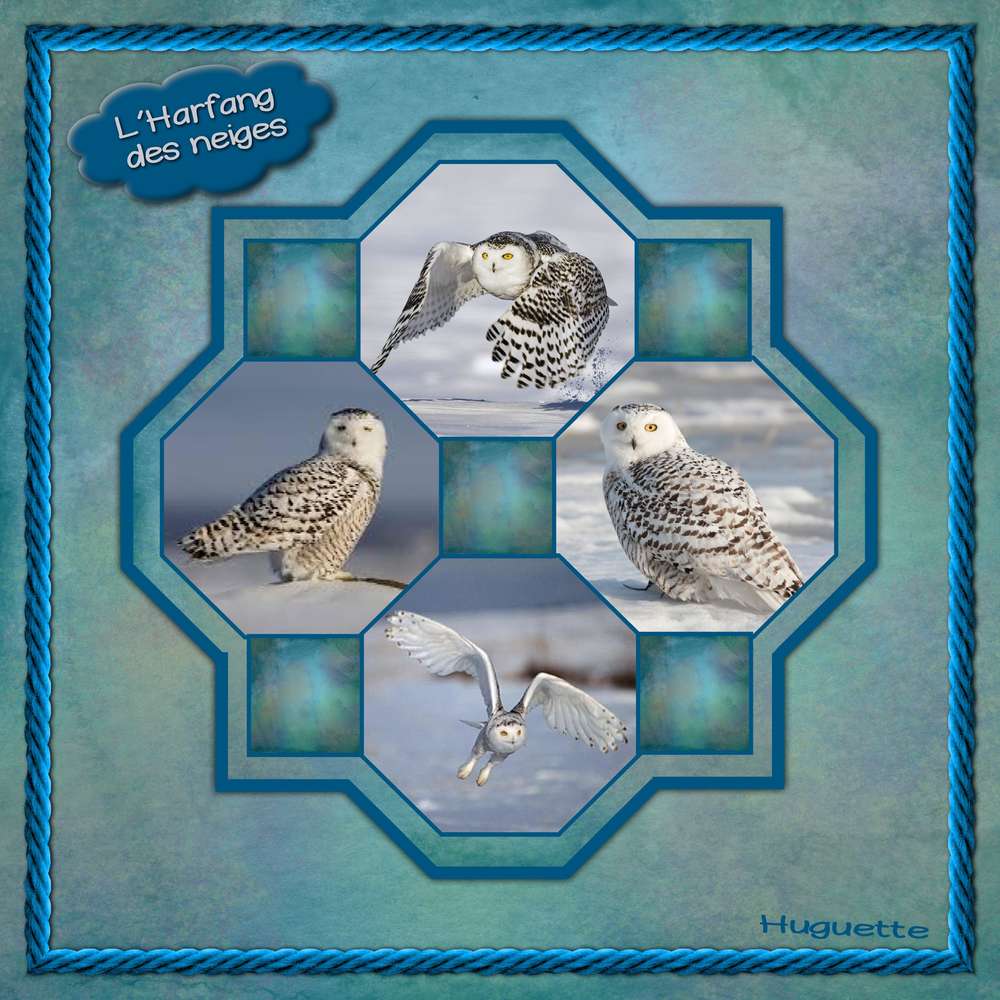 L_harfang_des_neiges