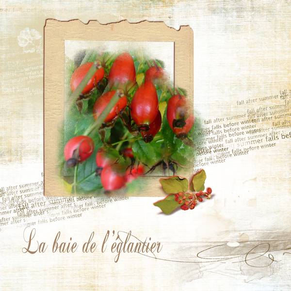 La baie de l'églantier...