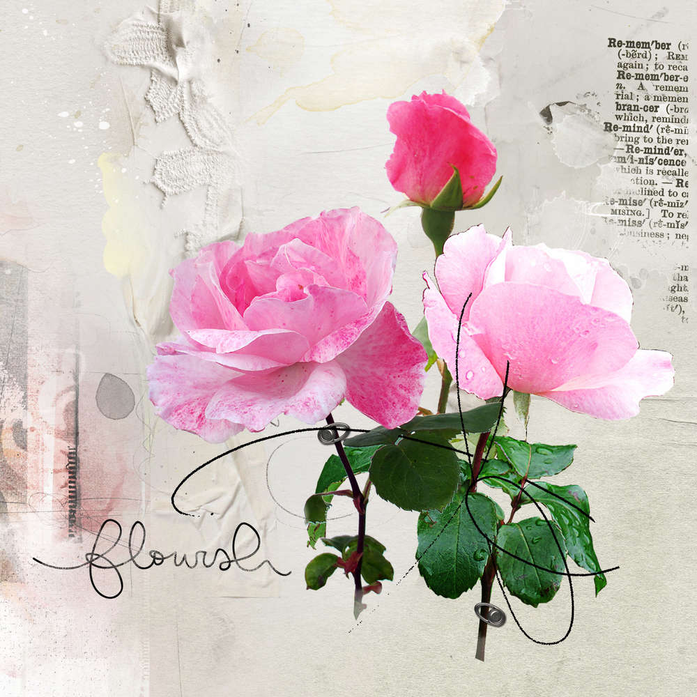 La beauté des roses