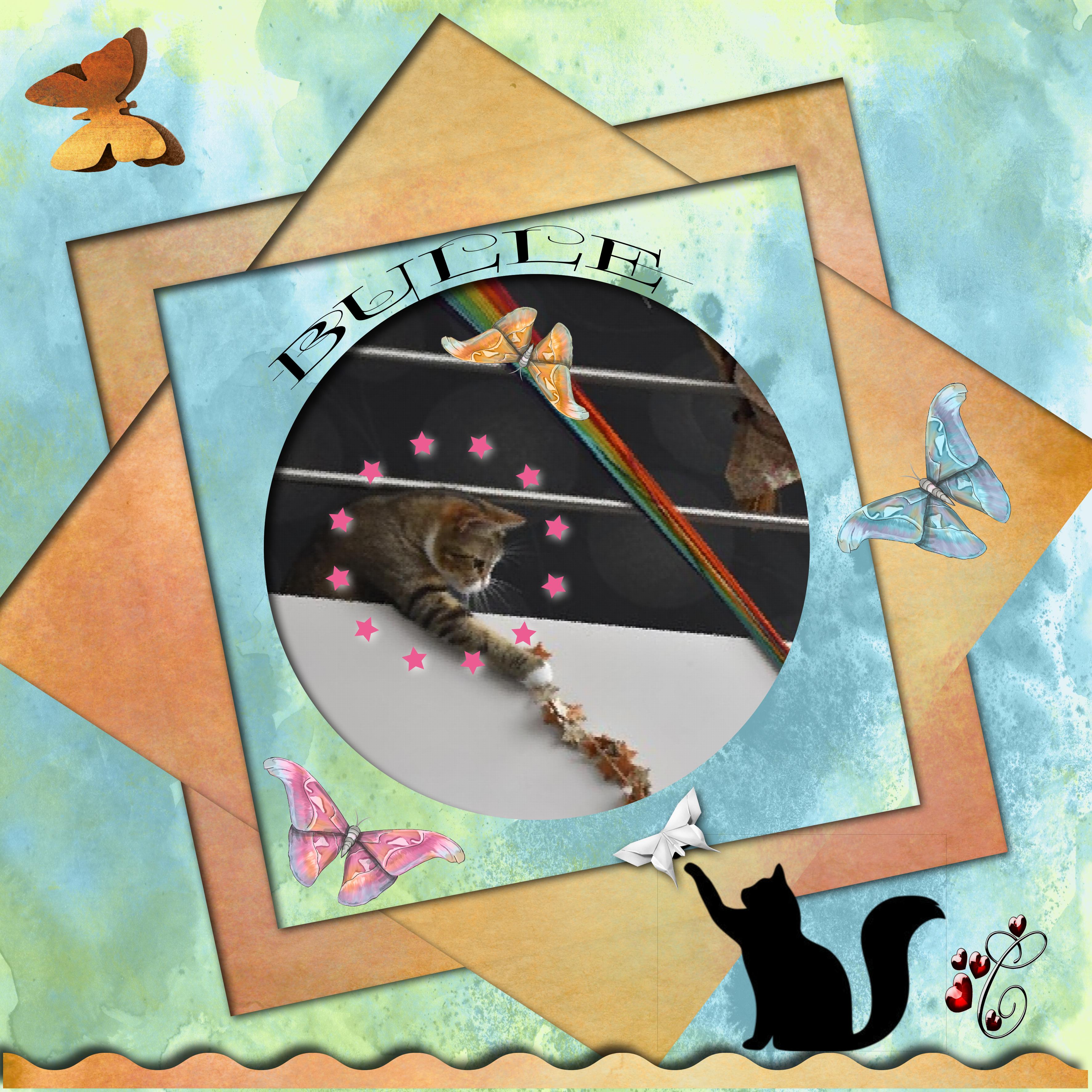 LA CHATTE  BULLE .jpg