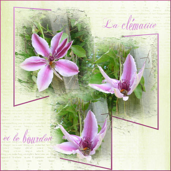 La clématite et le bourdon ...