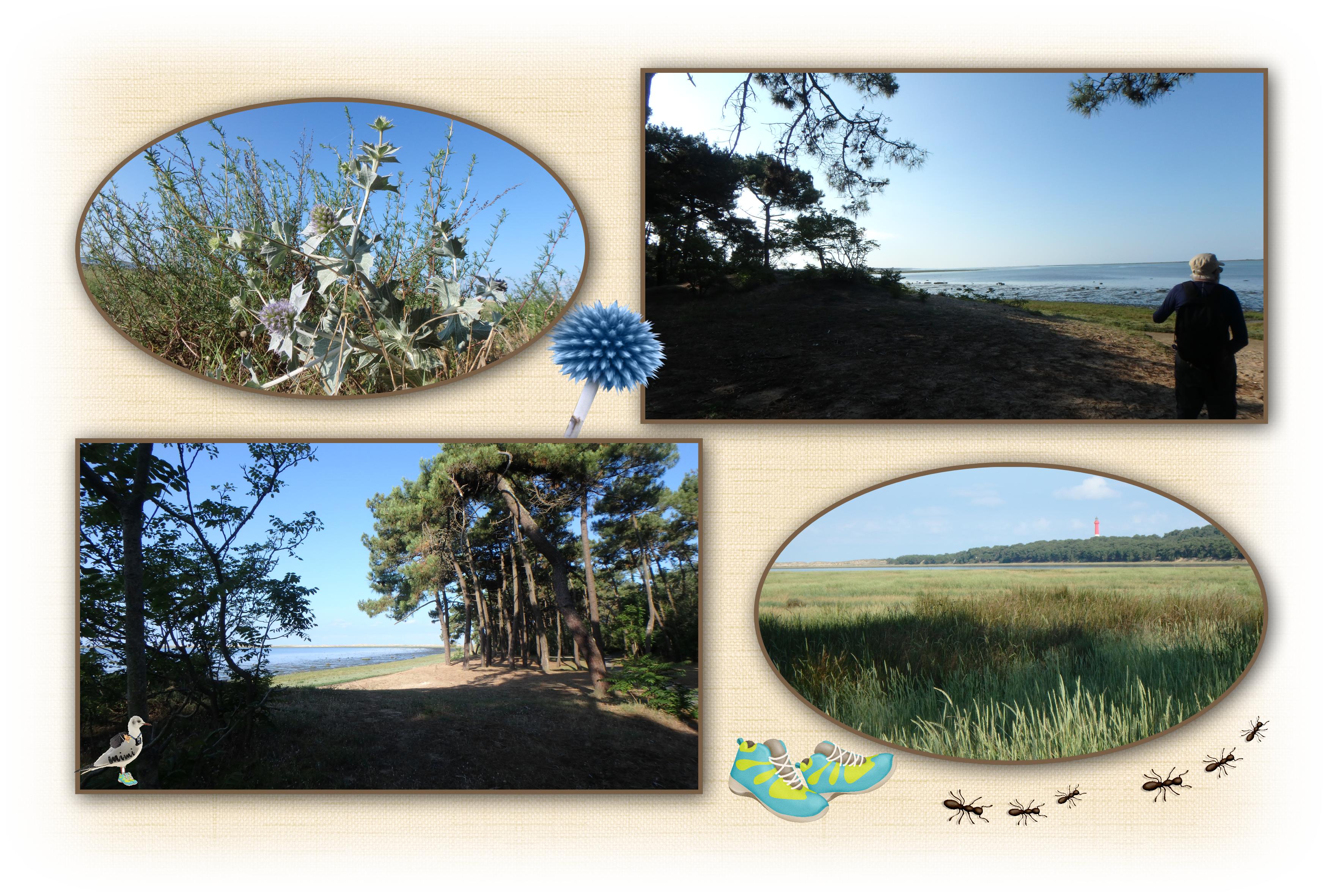 La Coubre-en route vers le phare-25juin .jpg