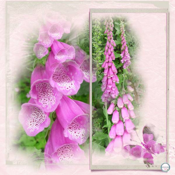 La digitale des talus...