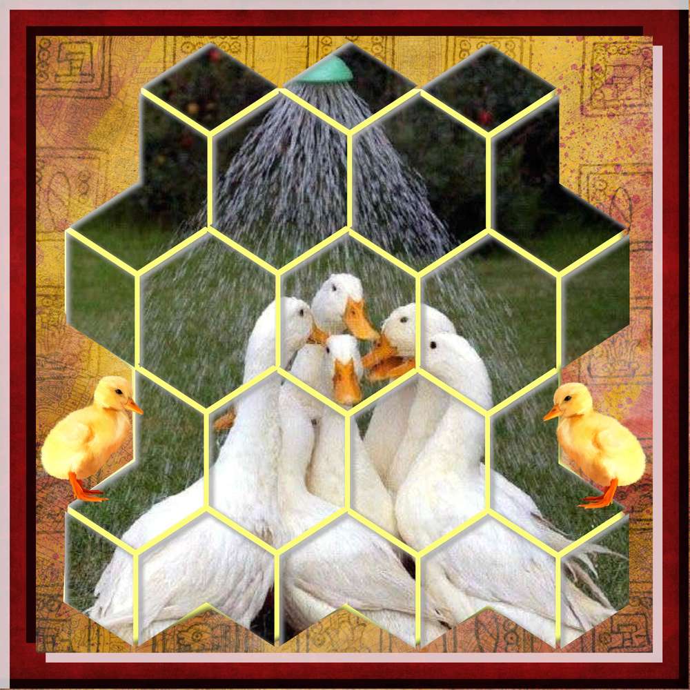 la douche collective