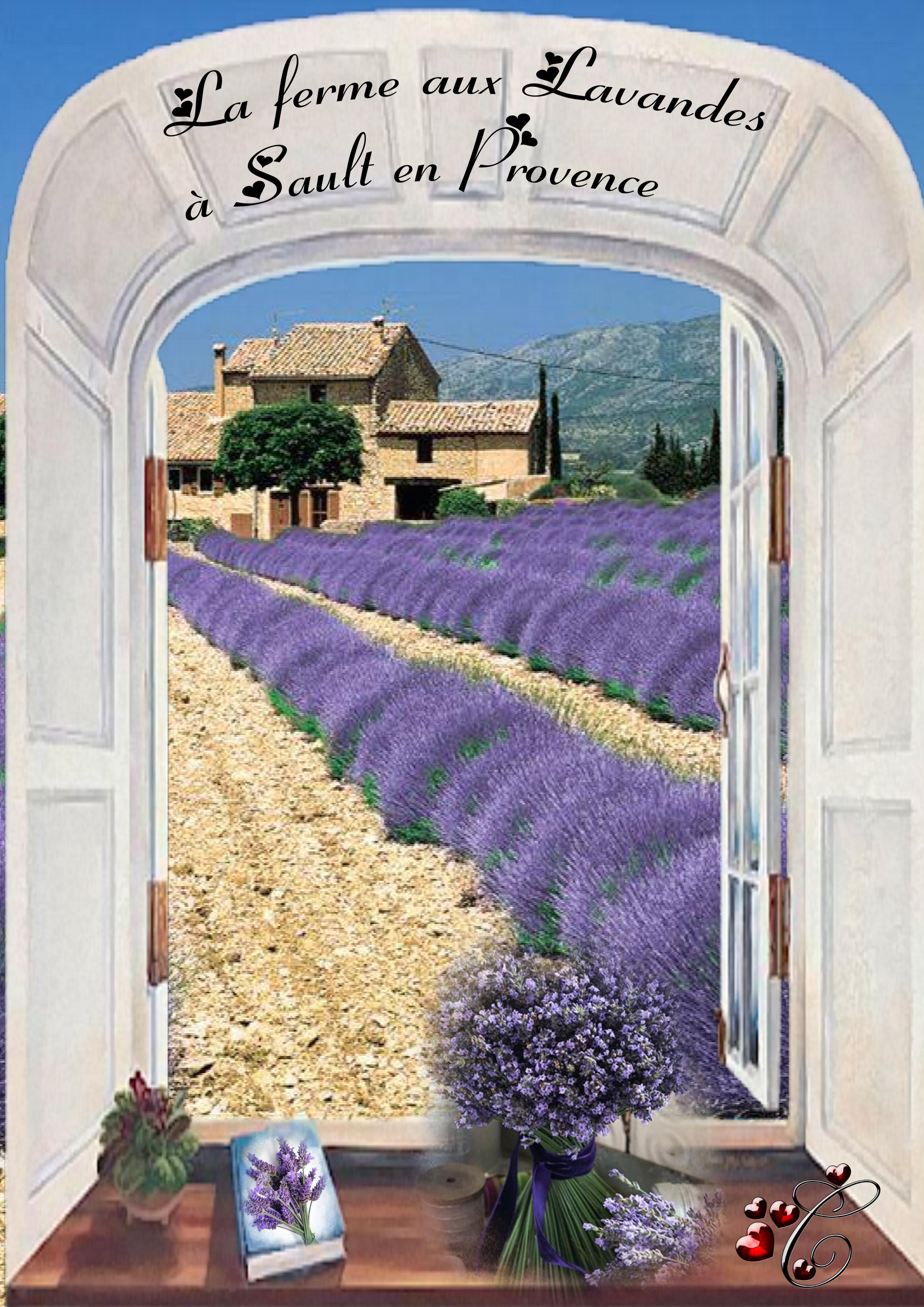 la ferme  des lavandes à Sault en provence 84.jpg