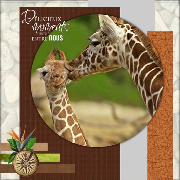 La girafe et son girafon