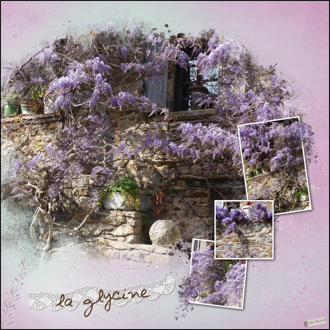 la glycine Castelnou 21.jpg