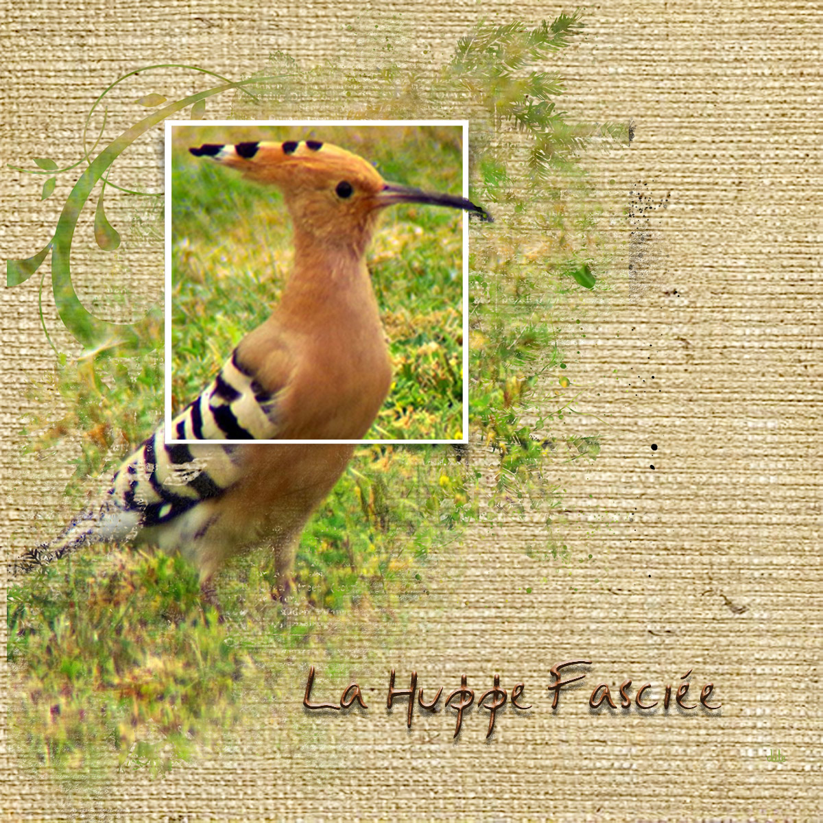 la Huppe fasciée.jpg