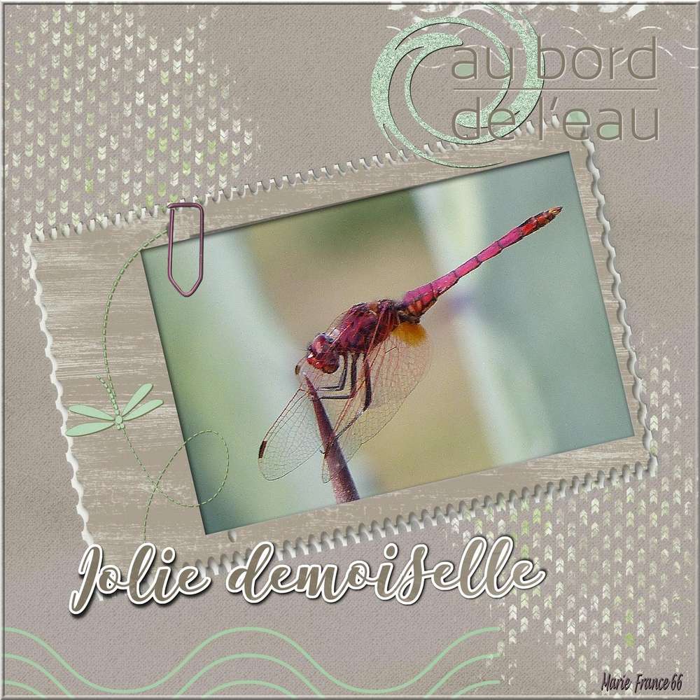 La libellule