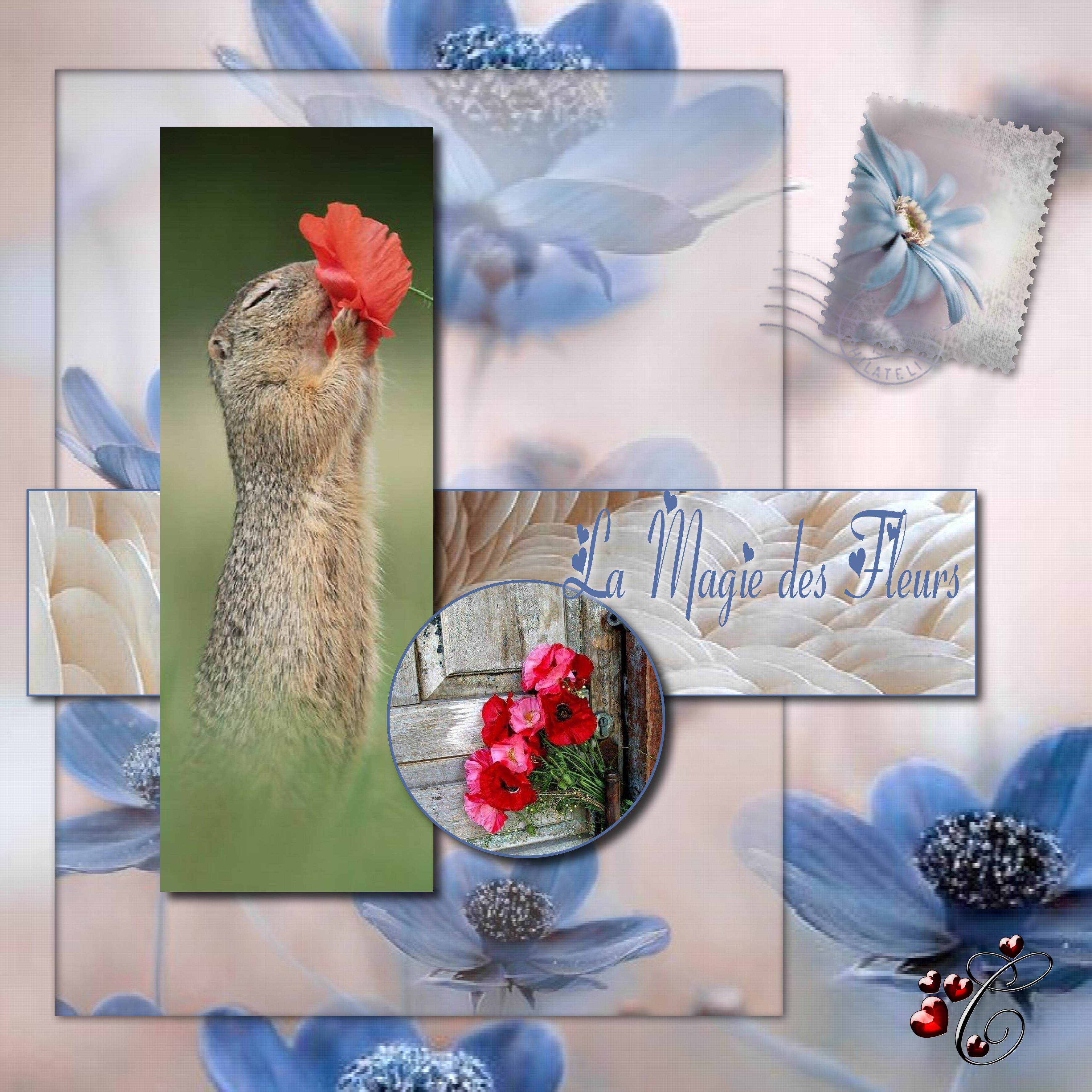 La magie des fleurs.jpg