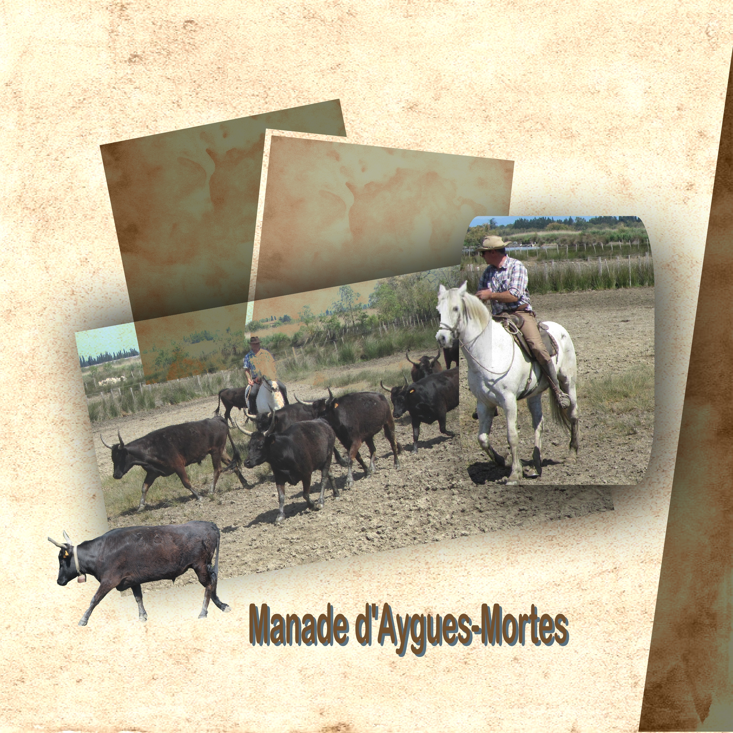 La manade dAigues-Mortes.jpg