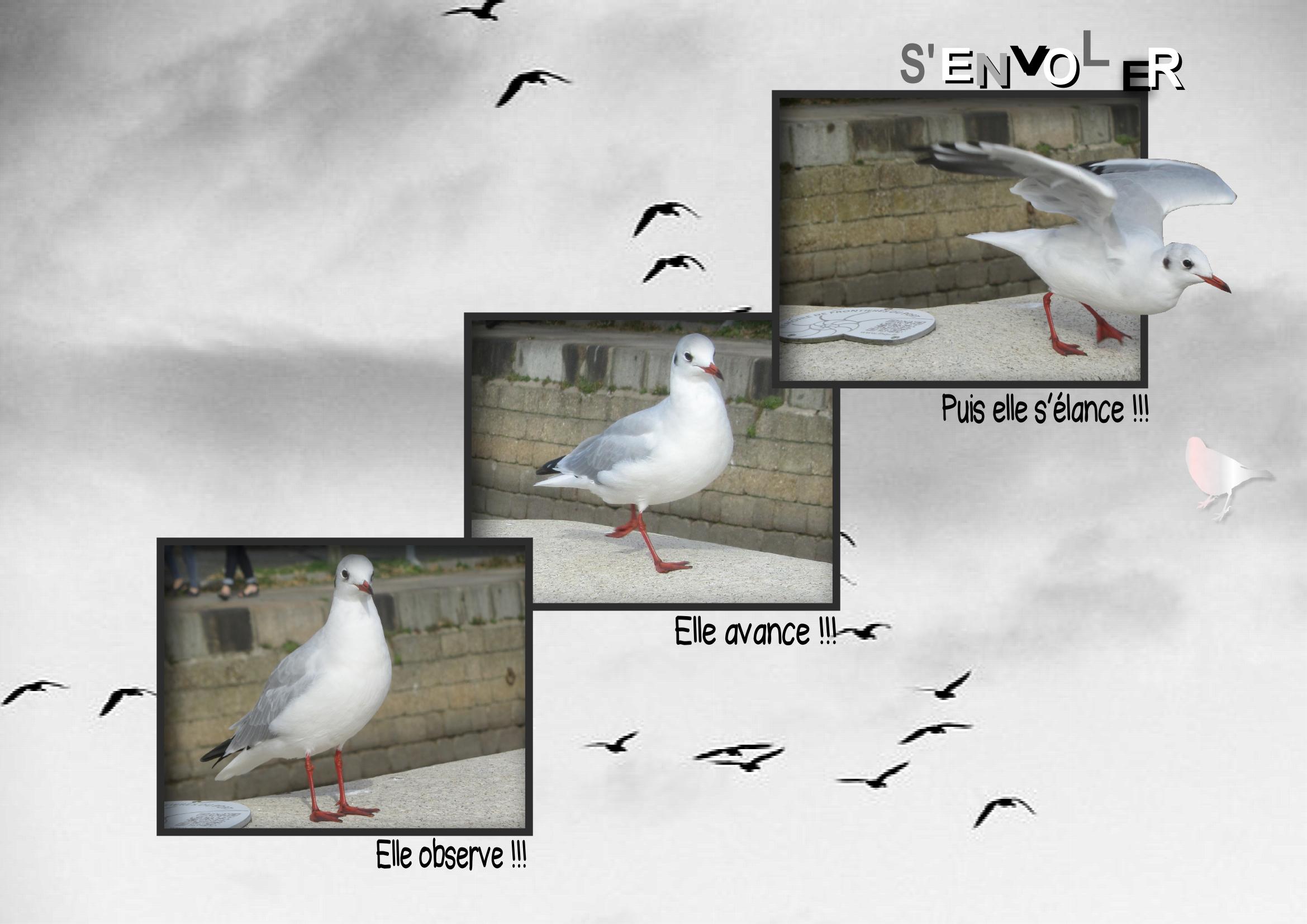 La mouette.jpg
