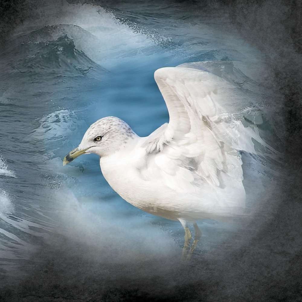 LA MOUETTE