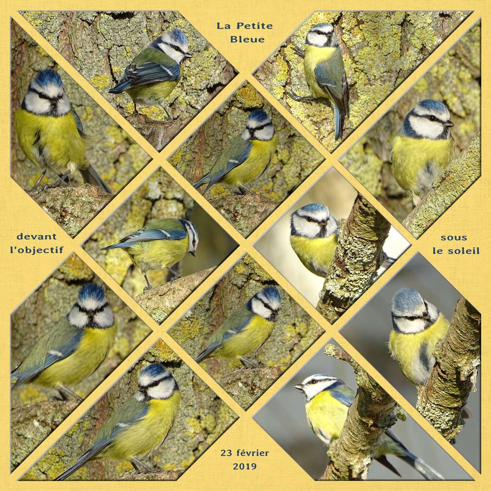 La petite bleue devant l'objectif sous le soleil