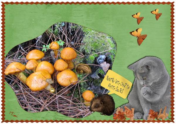 la petite souris, le hérisson et le chat