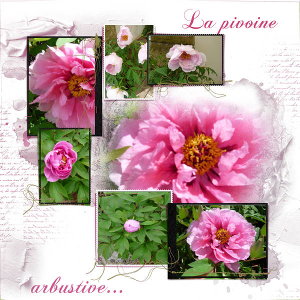 La pivoine arbustive