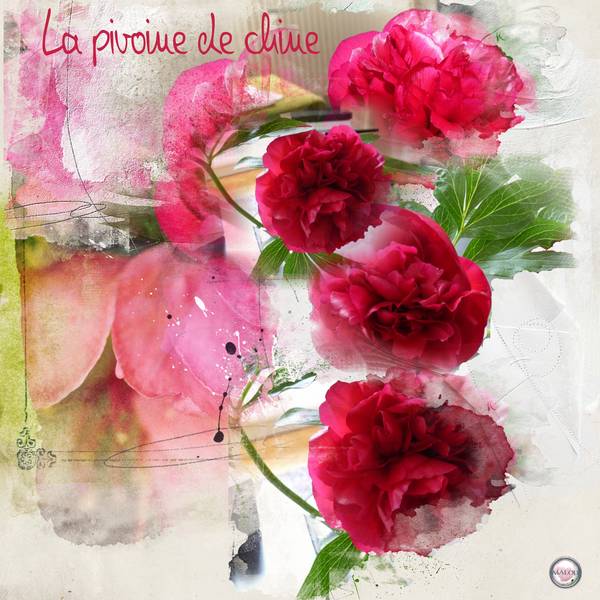 La pivoine de Chine...