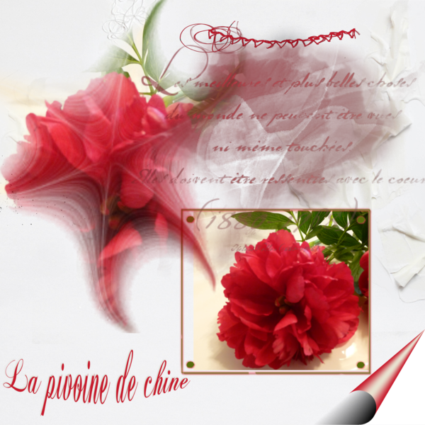 La pivoine de Chine...