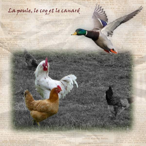 La poule, le coq et le canard