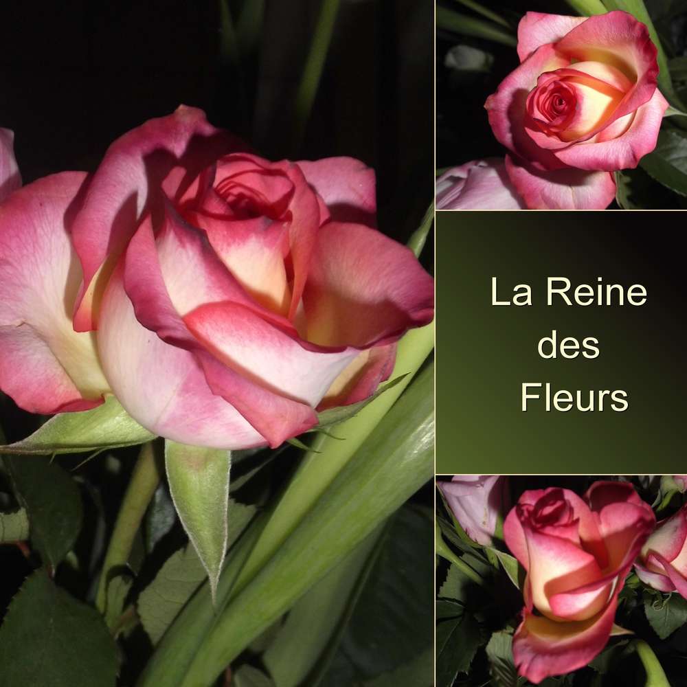 LA REINE DES FLEURS