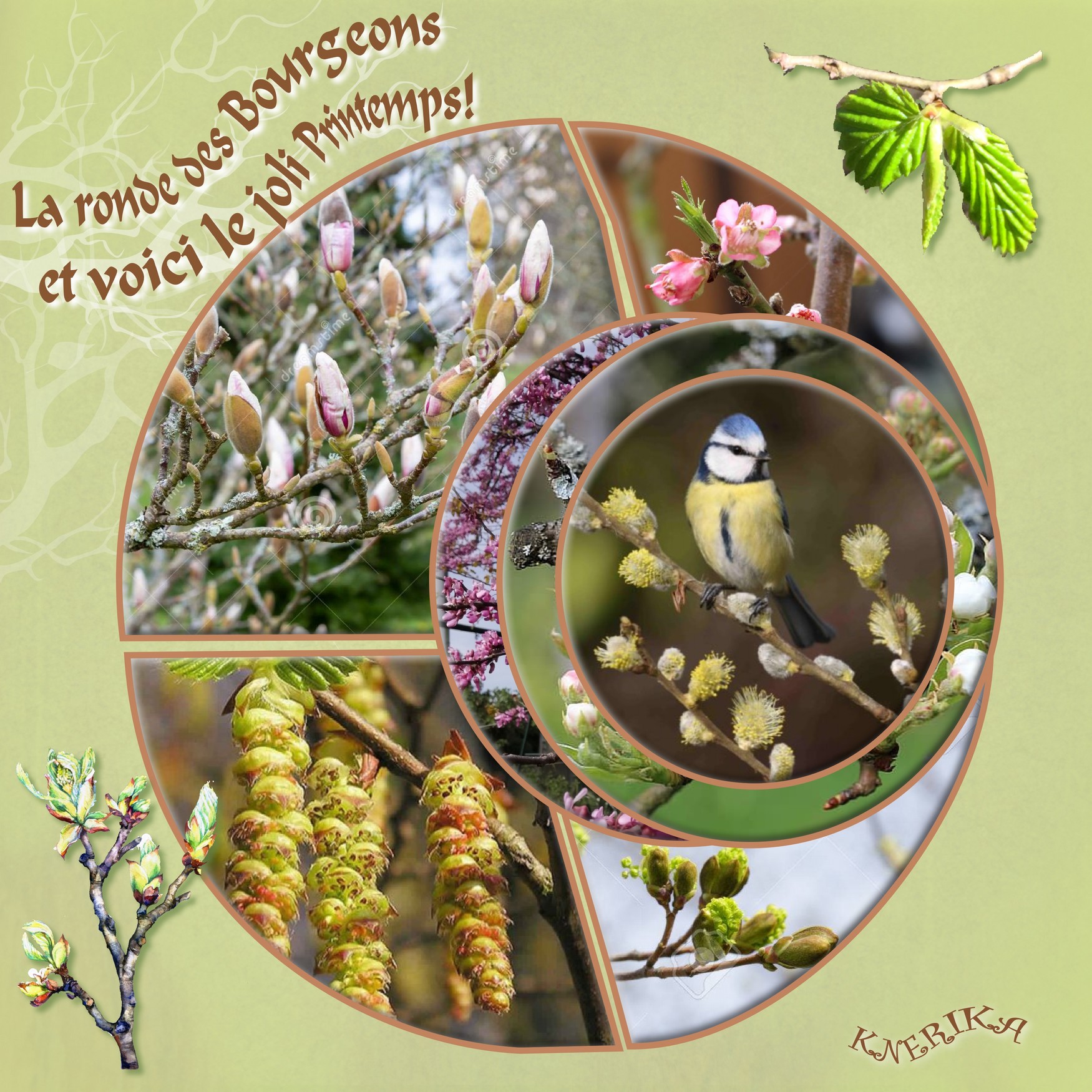 La ronde des bourgeons_Anne Marie.jpg