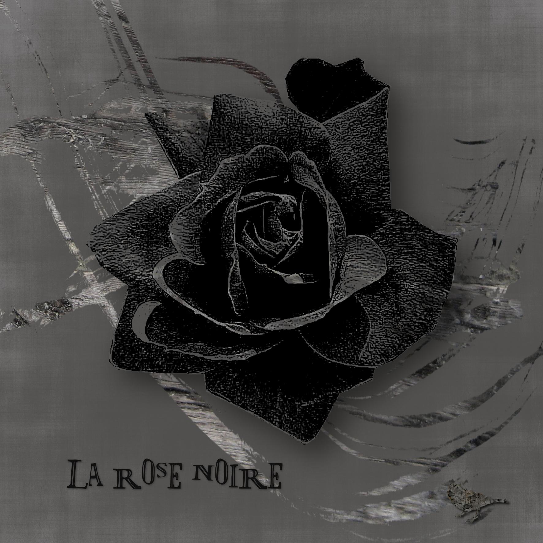 La rose noire.jpg
