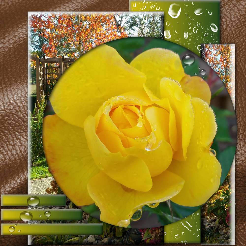 LA ROSE "Jaune"