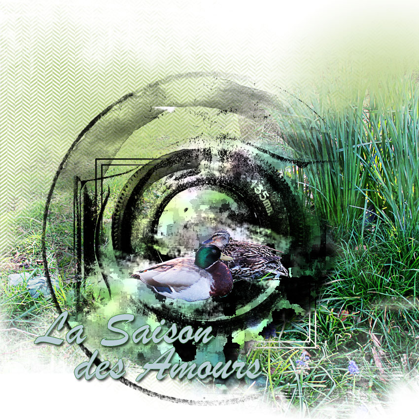 la saison des amours