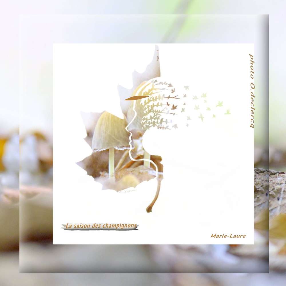 La saison des champignons